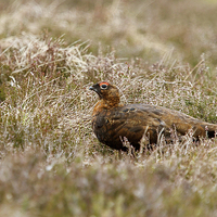 Buy canvas prints of Male Red Grouse  by Martin Kemp Wildlife