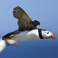 Buy canvas prints of Puffin in Flight  by Martin Kemp Wildlife