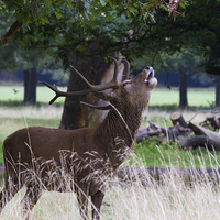 Buy canvas prints of Roaring Stag   by Martin Kemp Wildlife