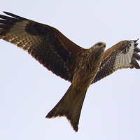 Buy canvas prints of Red Kite 2  by Martin Kemp Wildlife