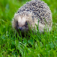 Buy canvas prints of Hedgehog 1  by Martin Kemp Wildlife