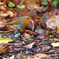 Buy canvas prints of Robin with Worm  by Martin Kemp Wildlife