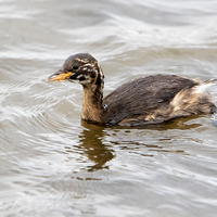 Buy canvas prints of Little Grebe 1  by Martin Kemp Wildlife