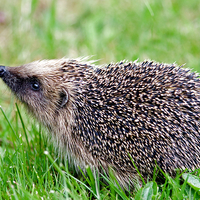 Buy canvas prints of Hedgehog 2  by Martin Kemp Wildlife