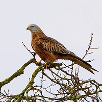 Buy canvas prints of Red Kite by Martin Kemp Wildlife