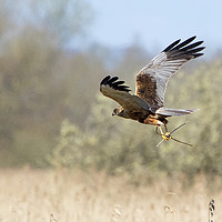 Buy canvas prints of Marsh Harrier Collecting Sticks by Martin Kemp Wildlife