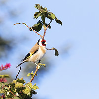 Buy canvas prints of Goldfinch by Martin Kemp Wildlife