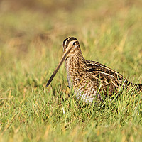 Buy canvas prints of Snipe in the Grass by Martin Kemp Wildlife