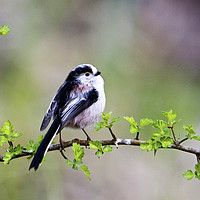 Buy canvas prints of Longtail Tit by Martin Kemp Wildlife