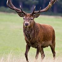 Buy canvas prints of Big Stag by Martin Kemp Wildlife