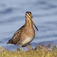 Buy canvas prints of Snipe 3 by Martin Kemp Wildlife