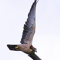Buy canvas prints of Peregrine Falcon  by Martin Kemp Wildlife