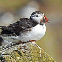Buy canvas prints of Resting Puffin by Martin Kemp Wildlife