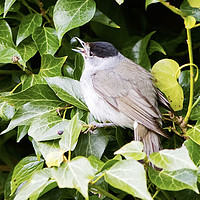 Buy canvas prints of Male Blackcap With Berry by Martin Kemp Wildlife