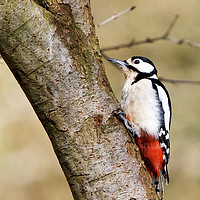 Buy canvas prints of Great Spotted Woodpecker by Martin Kemp Wildlife