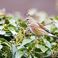 Buy canvas prints of Male Linnet by Martin Kemp Wildlife