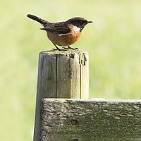 Buy canvas prints of Stonechat by Martin Kemp Wildlife