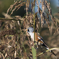 Buy canvas prints of Male Bearded Tit by Martin Kemp Wildlife
