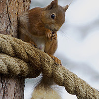 Buy canvas prints of Red Squirrel on the Ropes by Martin Kemp Wildlife