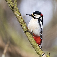 Buy canvas prints of Male Great Spotted Woodpecker by Martin Kemp Wildlife