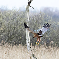 Buy canvas prints of Marsh Harrier Ready to Pounce by Martin Kemp Wildlife