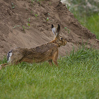 Buy canvas prints of Brown Hare by Martin Kemp Wildlife