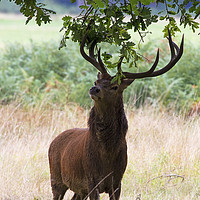 Buy canvas prints of Decorating The Antlers  by Martin Kemp Wildlife