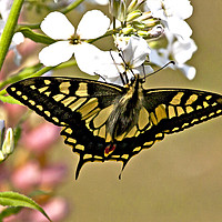 Buy canvas prints of Swallowtail Butterfly  by Martin Kemp Wildlife