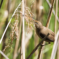 Buy canvas prints of Reed Warbler by Martin Kemp Wildlife