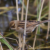 Buy canvas prints of Female Reed Bunting  by Martin Kemp Wildlife