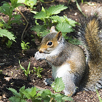 Buy canvas prints of Grey Squirrel by Martin Kemp Wildlife