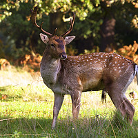 Buy canvas prints of Male Fallow Deer by Martin Kemp Wildlife