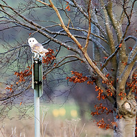 Buy canvas prints of Barn Owl on Sign Post by Martin Kemp Wildlife