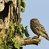 Buy canvas prints of Little Owl Looking For Mum by Martin Kemp Wildlife