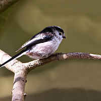 Buy canvas prints of Longtail Tit by Martin Kemp Wildlife