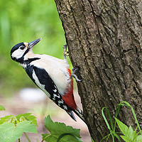 Buy canvas prints of Great Spotted Woodpecker by Martin Kemp Wildlife