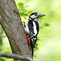 Buy canvas prints of Great Spotted Woodpecker 2 by Martin Kemp Wildlife