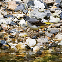 Buy canvas prints of Grey Wagtail by Martin Kemp Wildlife