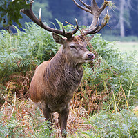 Buy canvas prints of Stag in the Bracken by Martin Kemp Wildlife