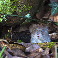 Buy canvas prints of Cheeky Little Vole by Martin Kemp Wildlife