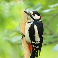 Buy canvas prints of Woody Woodpecker by Martin Kemp Wildlife