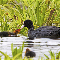 Buy canvas prints of Coot With Chick by Martin Kemp Wildlife