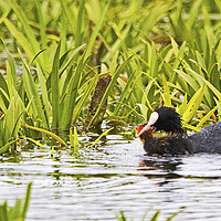 Buy canvas prints of Coot Moving Chick by Martin Kemp Wildlife