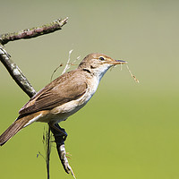 Buy canvas prints of Reed Warbler by Martin Kemp Wildlife