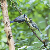 Buy canvas prints of Blue Tit Feeding Young  by Martin Kemp Wildlife