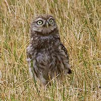 Buy canvas prints of Little Owl With Ladybird on Chest by Martin Kemp Wildlife