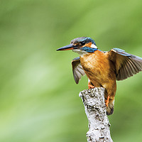 Buy canvas prints of Kingfisher Spreading Wings by Martin Kemp Wildlife