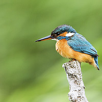 Buy canvas prints of Female Kingfisher Perching  by Martin Kemp Wildlife