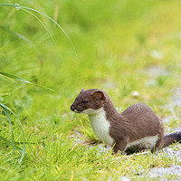 Buy canvas prints of Hunting Stoat by Martin Kemp Wildlife