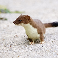 Buy canvas prints of Stoat on the Run by Martin Kemp Wildlife